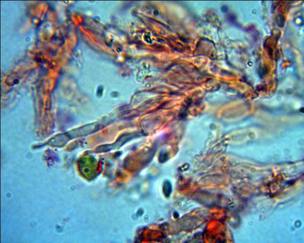 Corticiacea da determinare (Hyphodontia juniperi)